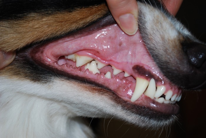 Nechte svému psovi ošetřit chrup
v pojizdné veterinární ošetřovně