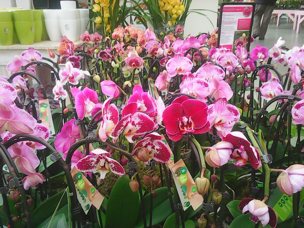 Výstava orchidejí Praha