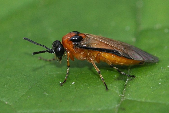 V Česku se objevil americký
hmyz, jeho larvy ničí azalky