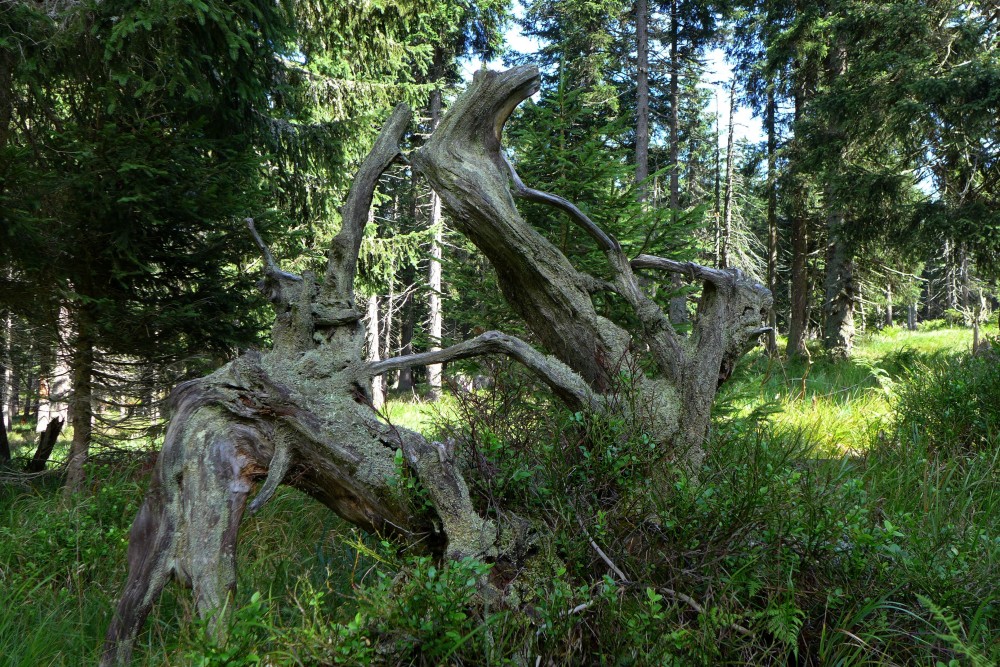 Starý strom je jako starý člověk