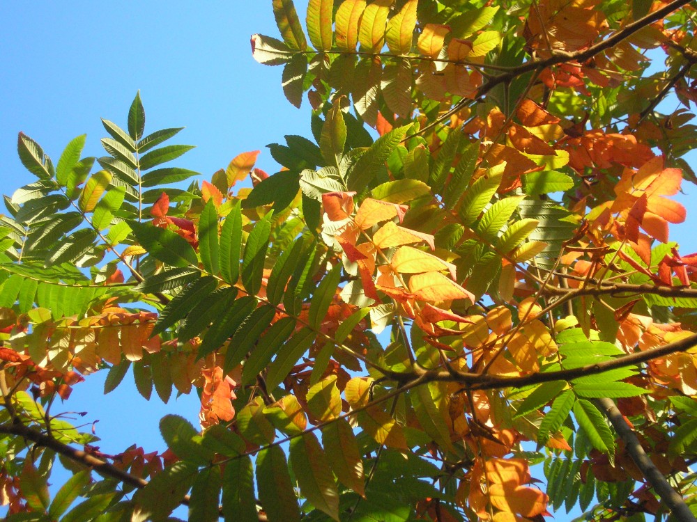 Zima v nedohlednu,
listopad bude teplý