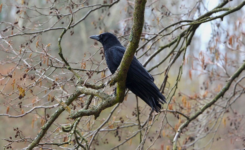 Zápisník starého muže: Kdo to štěká?