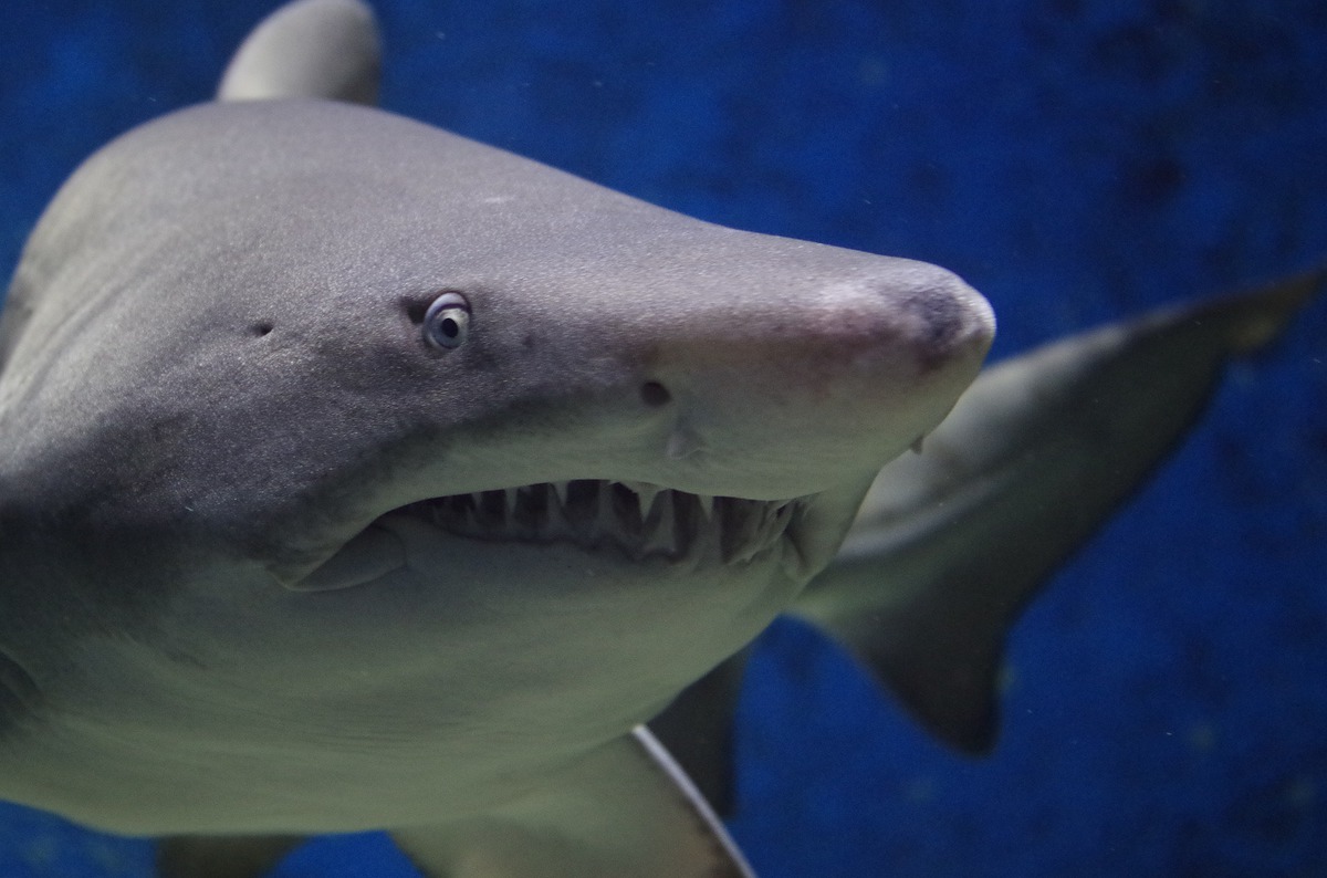 Útoky žraloků na lidi byly loni rekordní