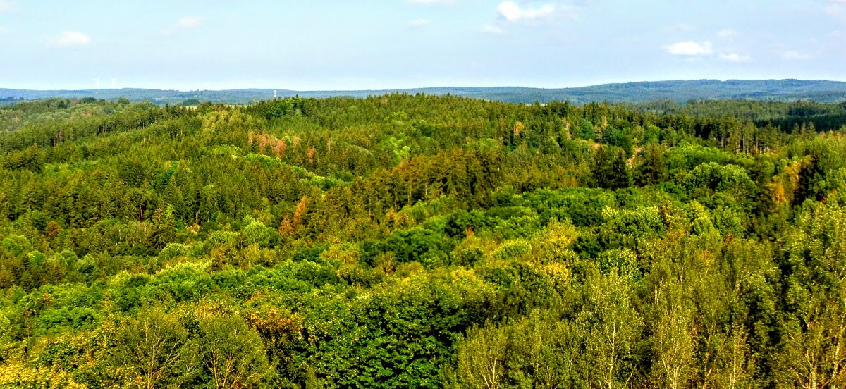 Slavkovský les z rozhledny Vysoká Tachov