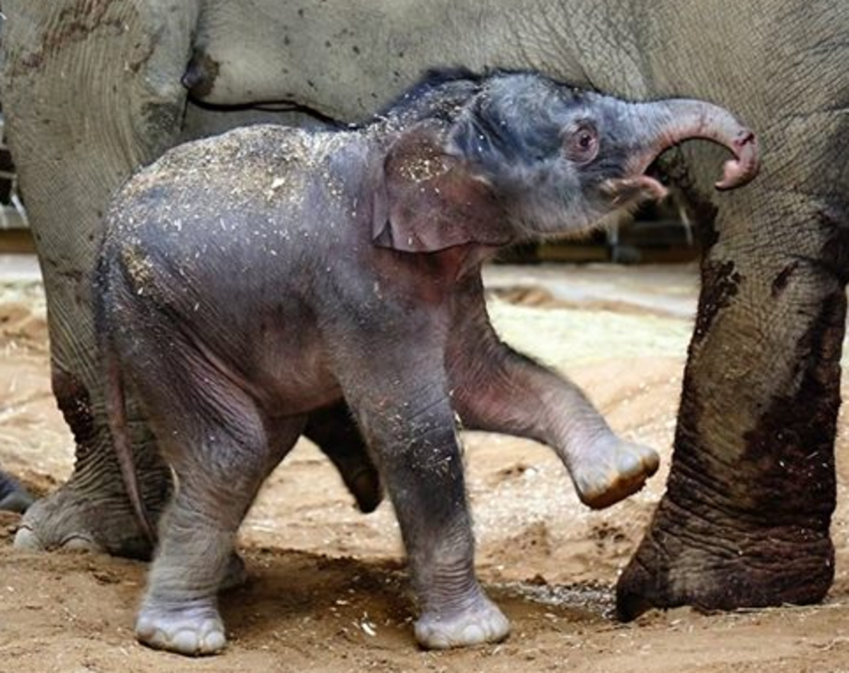 V Pražské zoo se narodilo slůně, je to sameček