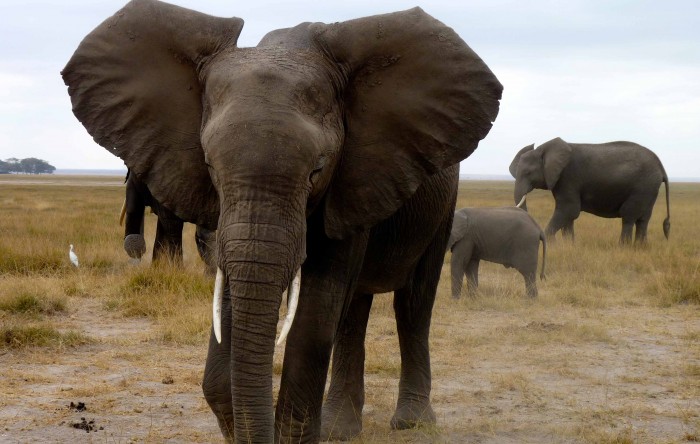 Sloním populacím hrozí 
vyhubení, varuje DiCaprio