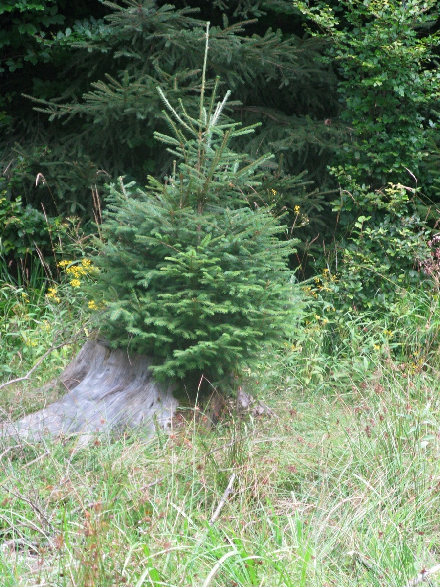 Malý, ale šikovný  (nesoutěžní - foto na výšku)