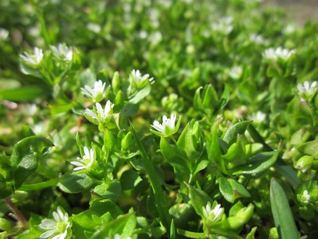 Líbezná rostlinka s něžnými bílými kvítky se používá na ekzémy či lupenku