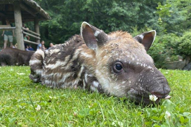 Letní babyboom v jihlavské zoo