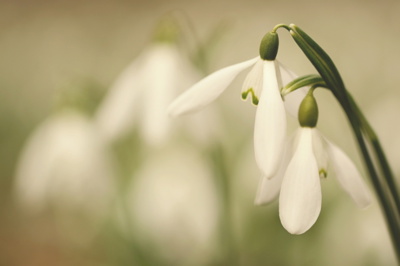 Něžná krása v jarním lese