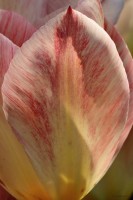 Tulipánová poezie 