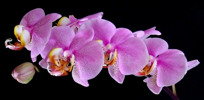 Orchidej...