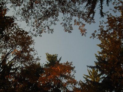 Pohled na nebe korunami stromů.