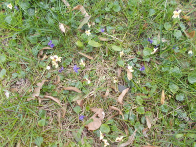 Fialky a jejich albínci