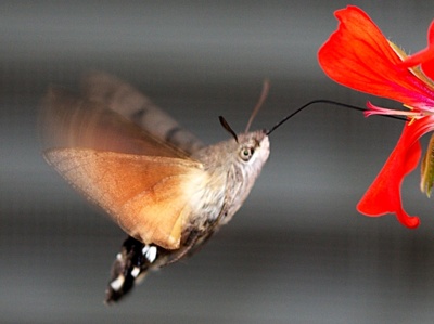 Pokus o dlouhozobku ...