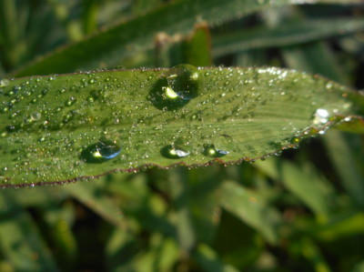 Dnešní orosený lístek.