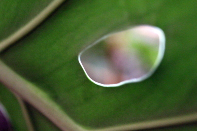 Monstera ( špatně zaostřeno )