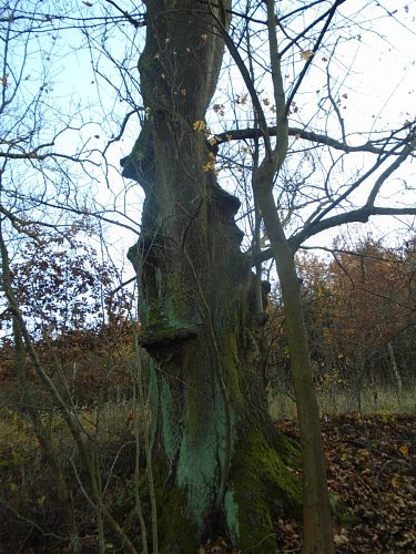 Jeden z mnohých starých stromů.