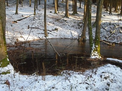 Tůňka v lese nezamrzla.