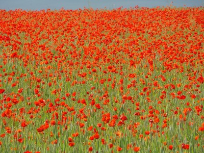 Pole vlčích máků