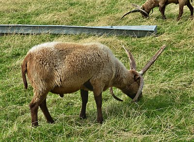 01-skanzen-ctyrroha-ovce-loaghtan-.jpg