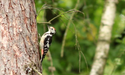 Naši šplhavci - strakapoud prostřední *