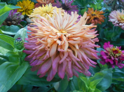 Dvoubarevná ostálka