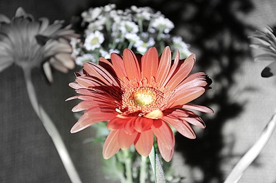 Gerbera