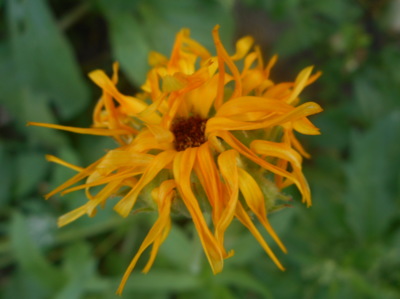 Odkvétající  měsíček