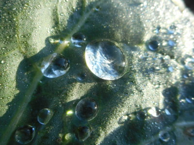 Kapky na listu brukve