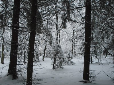 Hluboký sníh v lese je krásný.