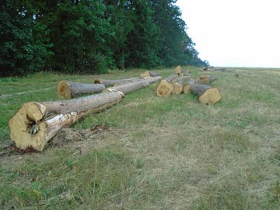 To je škody, kůrovec v lesoparku ničí staré stromy.