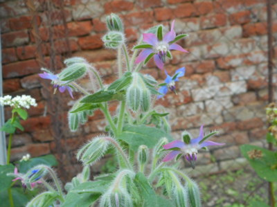 V semínkách pro včely je i Brutnák.