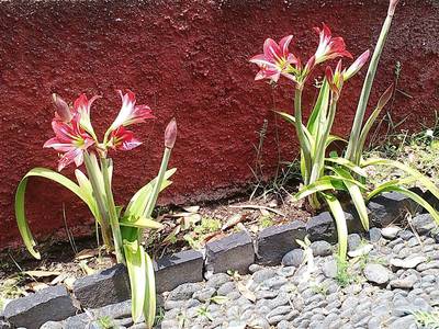 02. Amarylisy kvetou v minizahrádkách, nebo při chodníčcích.