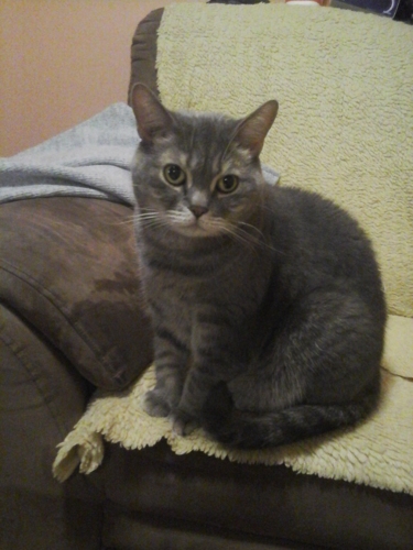 Můj kocourek Čiko.