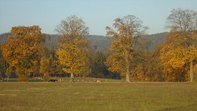 Zlaté stromořadí.