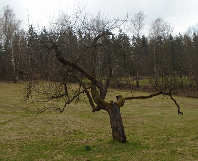 Ochránce krokusové louky něco pamatuje.