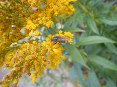 Muška jenom na zlatě. (zkouším makro focení)