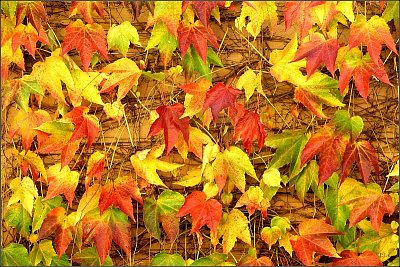 025-barevny-podzim.jpg