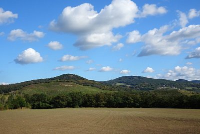 03-vinice-velke-zernoseky-za-labem.jpg