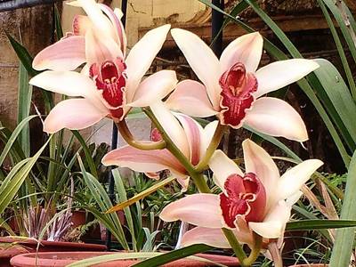 03. Orchideje pěstují v této zahradě ve velkém množství.