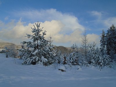 Borovička v bílém kabátku.