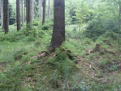 V krásných smrkových lesích bylo hodně borůvek, malin, ostružin a občas se našla i kuřátka