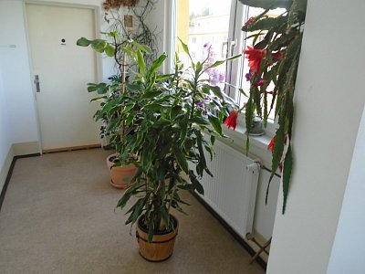 Květiny na chodbě