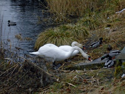 Odpolední svačina.