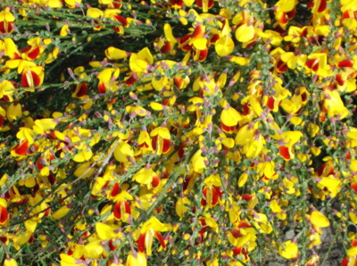 Tak ještě něco žlutého - janovec