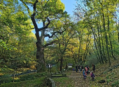04-oldrichuv-dub-peruc-21-10-25.jpg