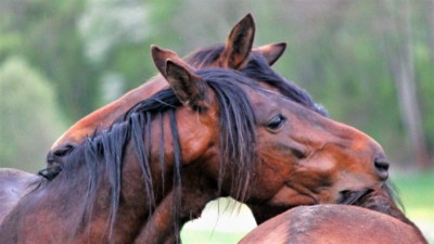 Ranní hřebčí hygiena- aneb, ještě mě podrbej:)