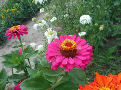 Dlouhozobka přiletěla na oběd.