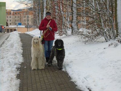 Anička a její afgáni Loky a Šakira